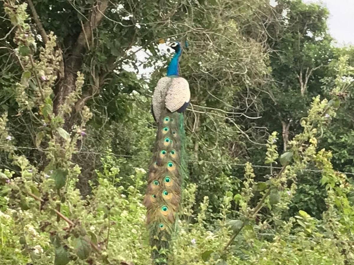 אנוראדפורה Peacock Resort מראה חיצוני תמונה